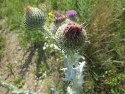 Image of Cotton Thistle