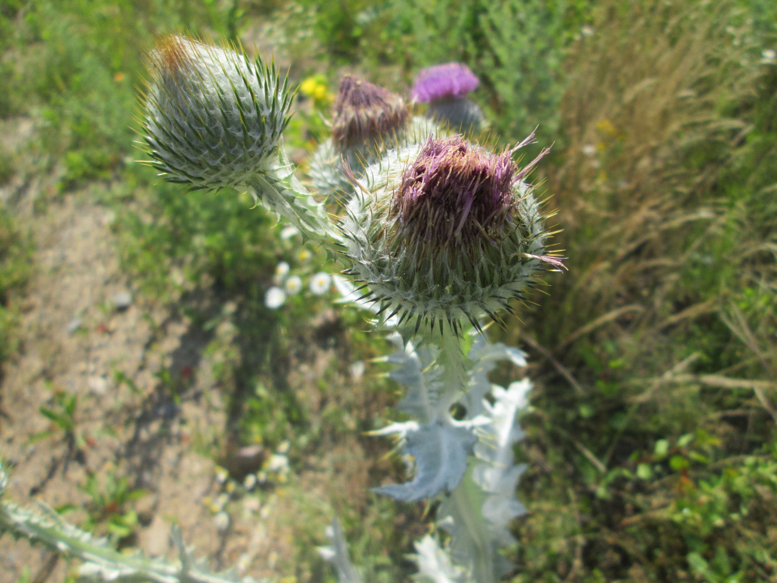 Image of Cotton Thistle