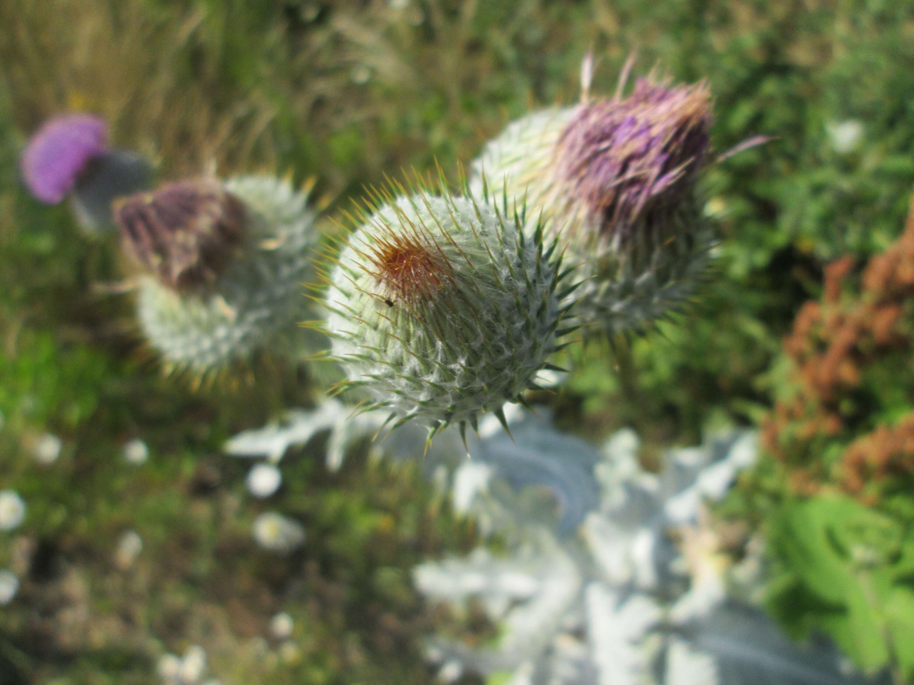 Image of Cotton Thistle