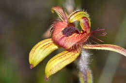 Image of Dancing spider orchid