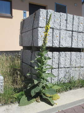 Image of Great Mullein