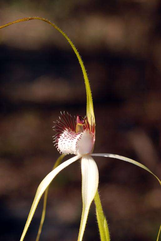 Image of Caladenia longicauda Lindl.