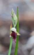 Calochilus stramenicola D. L. Jones的圖片