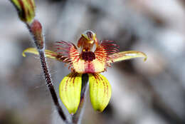 Image of Dancing spider orchid