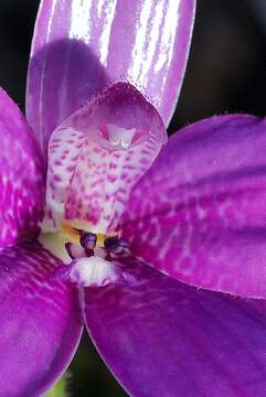 Image de Caladenia emarginata (Lindl.) Rchb. fil.