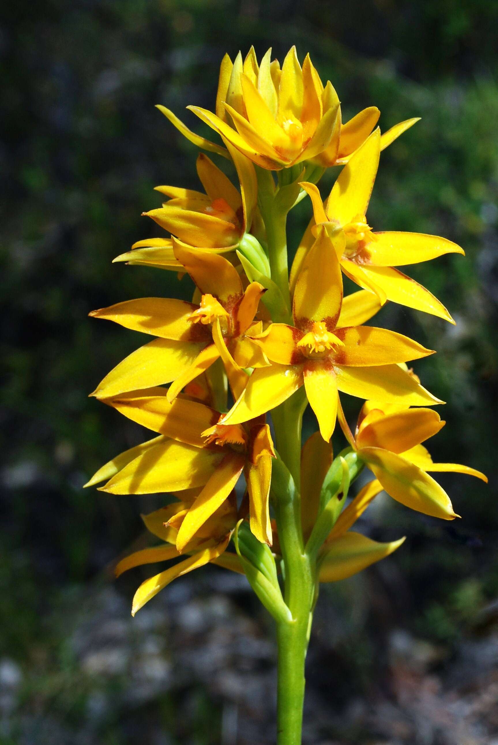 Image of Cinnamon sun orchid