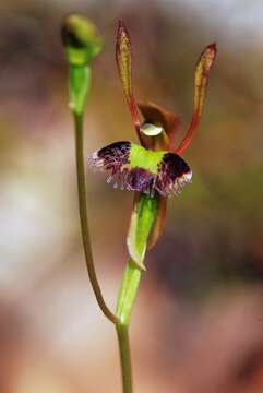 Image of Fringed hare orchids