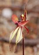 Image of Purple-veined spider orchid