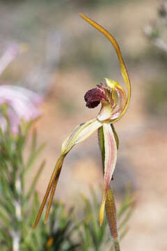 Image of Clubbed spider orchid