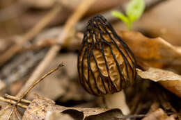 Plancia ëd Morchella angusticeps Peck 1887