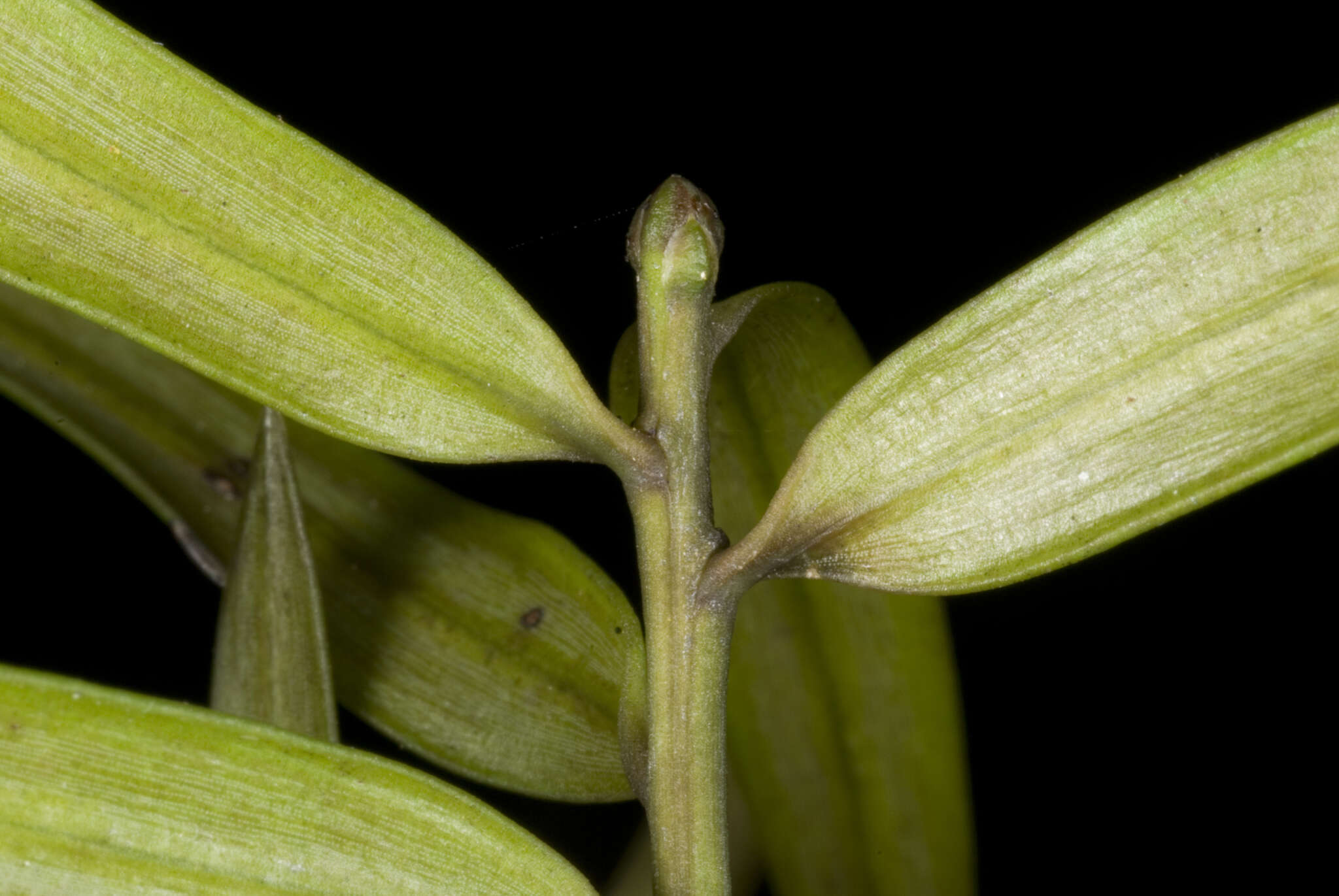 Image of Podocarpus laetus