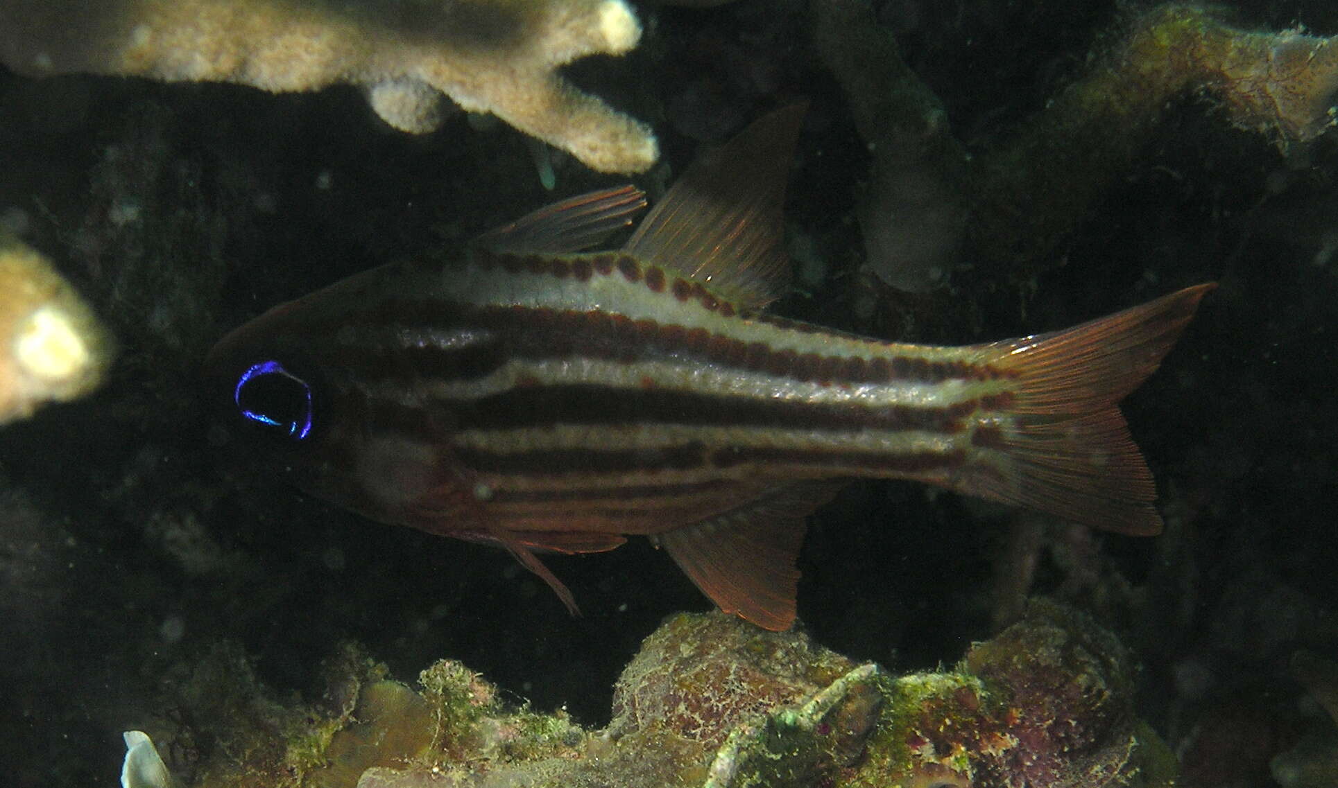 Image of Blue-eye cardinalfish