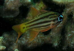 Image of Blue-eye cardinalfish