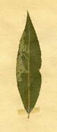 Image of Phyllocnistis valentinensis M. Hering 1936