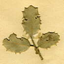 Image of Ectoedemia suberis (Stainton 1869) van Nieukerken 1985