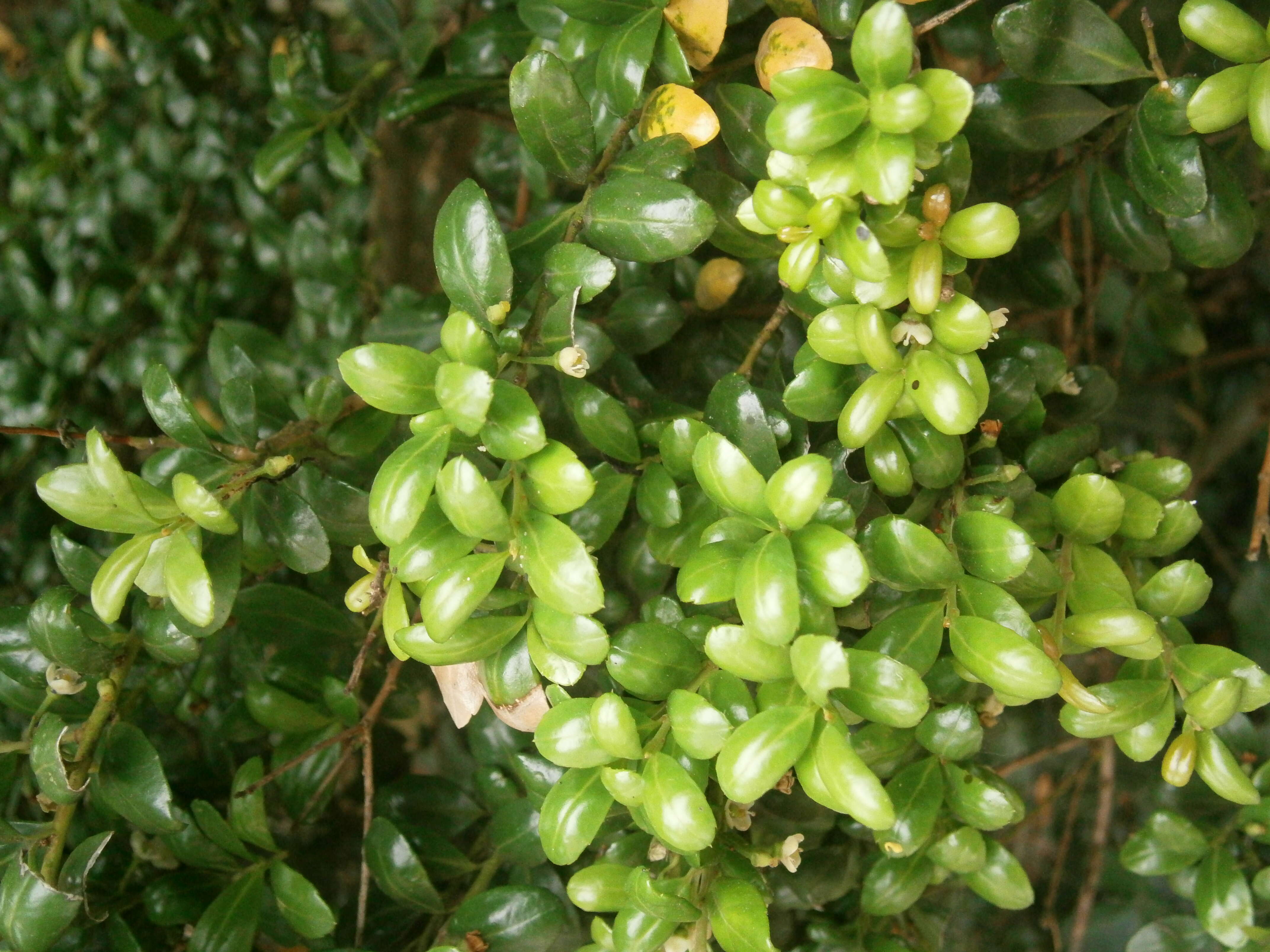 Image of Japanese holly