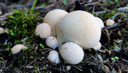 Imagem de Lycoperdon pyriforme Schaeff. 1774