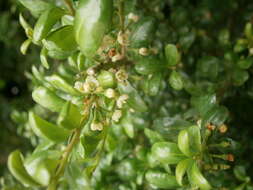 Image of Japanese holly