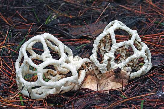 Image of Basket fungus