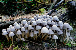 Image of Trooping Inkcaps