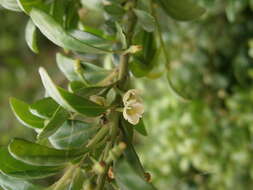 Image of Japanese holly