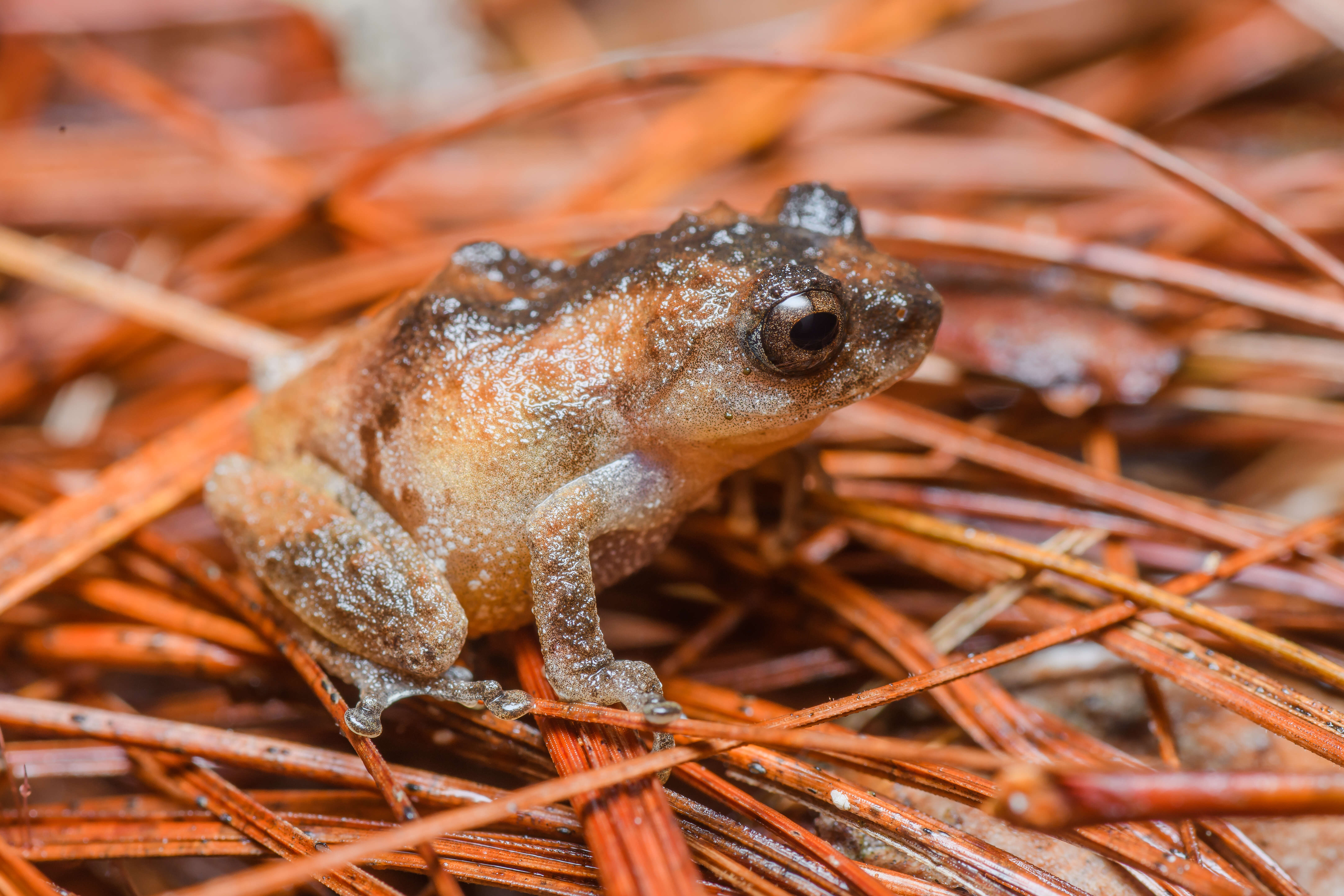 Imagem de Raorchestes parvulus (Boulenger 1893)