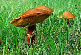 Image of Suillus bovinus (L.) Roussel 1796