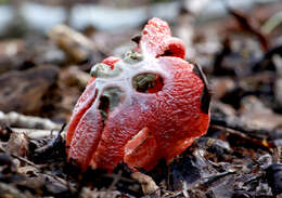 Image of octopus stinkhorn