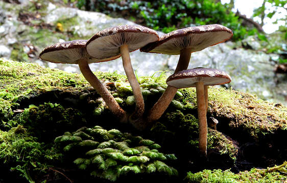 Image of Hypholoma brunneum (Massee) D. A. Reid 1956