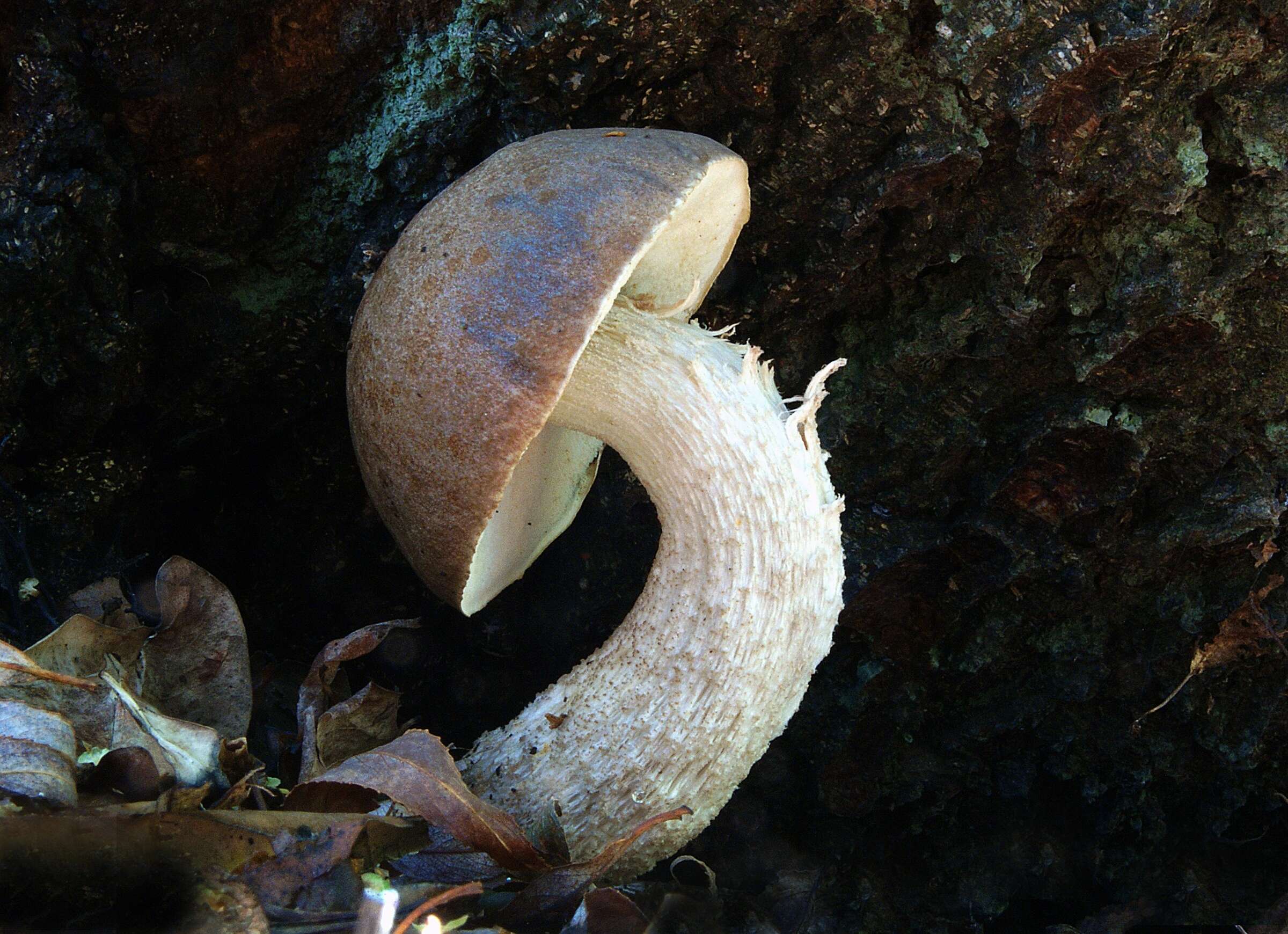 Image of Cep