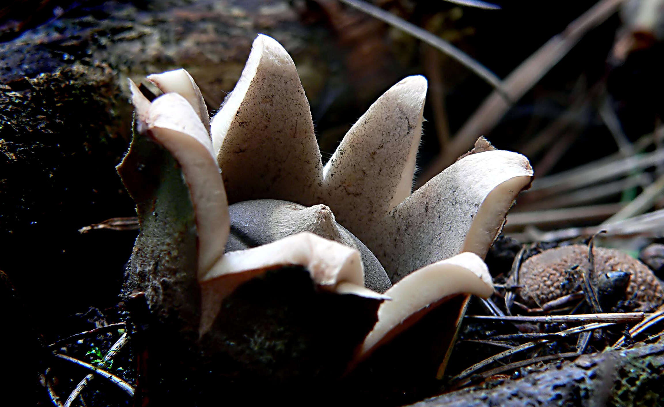 Image of Geastrum saccatum