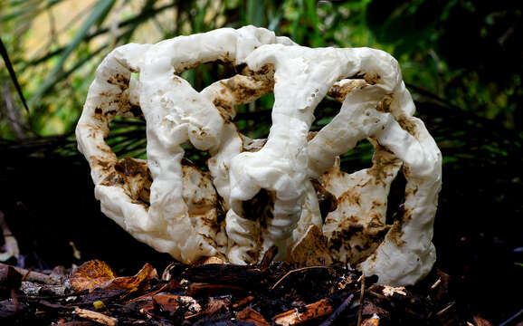 Image of Basket fungus