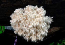 Hericium coralloides (Scop.) Pers. 1794 resmi