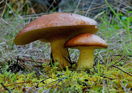 Image of Suillus grevillei (Klotzsch) Singer 1945