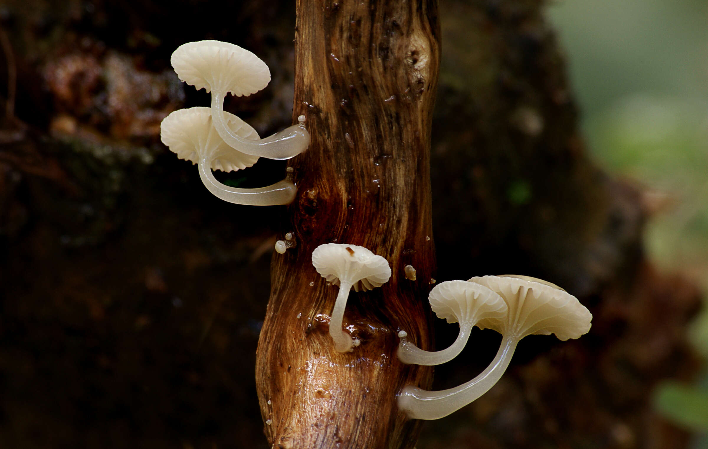 Image of Oudemansiella australis G. Stev. & G. M. Taylor 1964