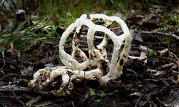 Image of Basket fungus