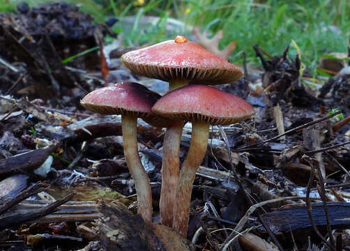 Image of Leratiomyces ceres (Cooke & Massee) Spooner & Bridge 2008