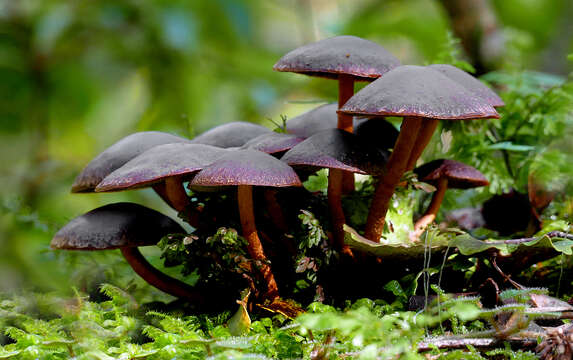 Image of Hypholoma brunneum (Massee) D. A. Reid 1956