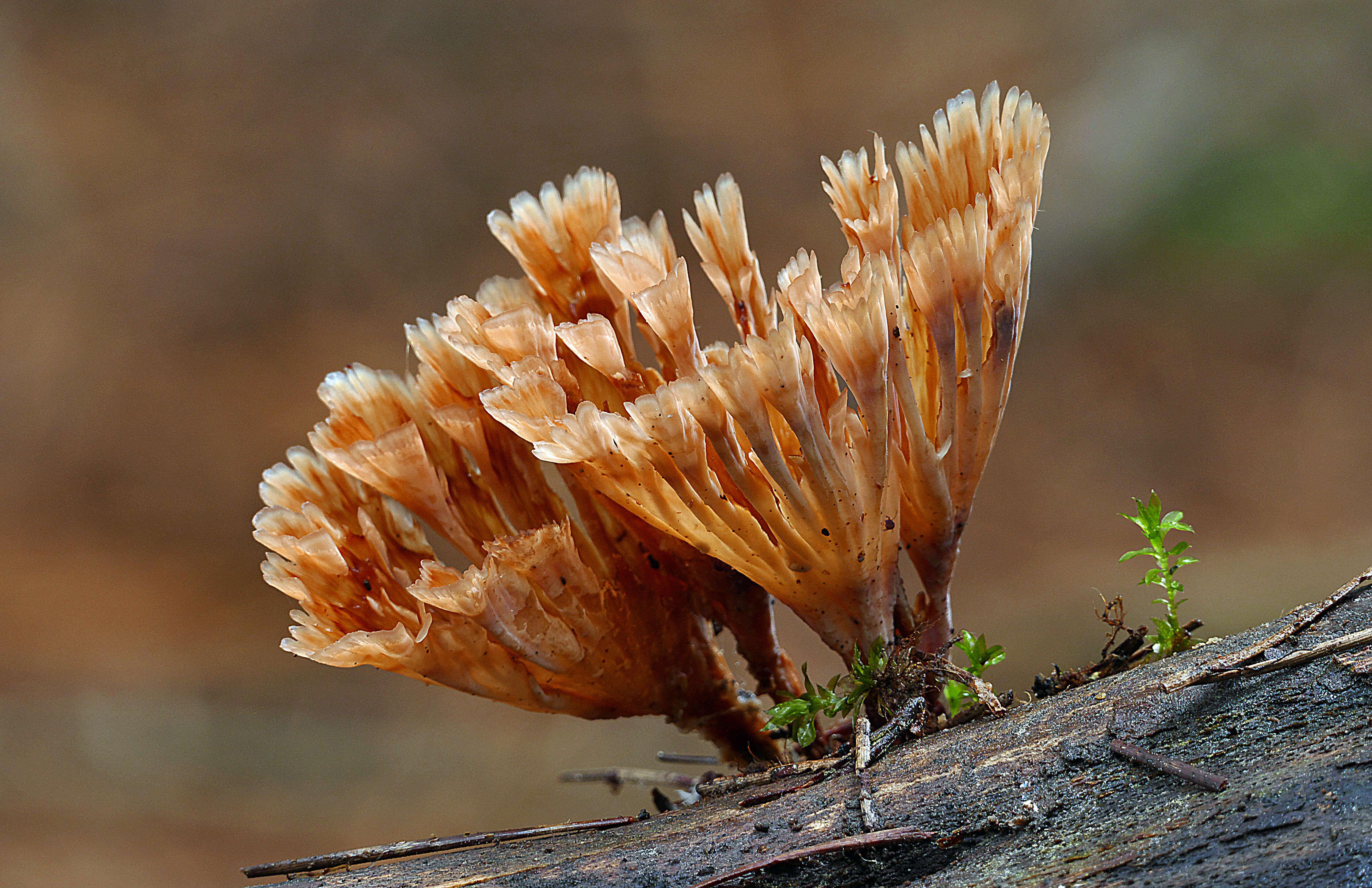 Image of Podoscypha petalodes (Berk.) Boidin 1959