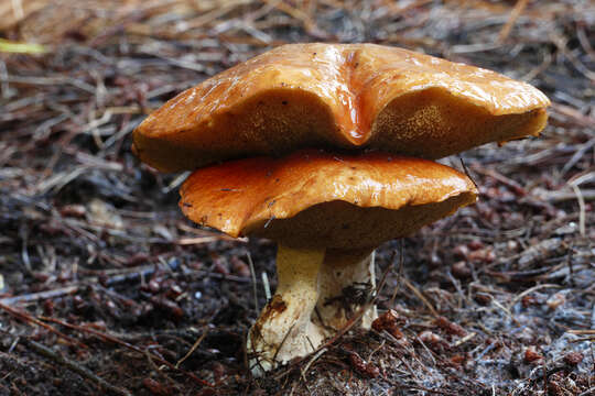 Image of Suillus bovinus (L.) Roussel 1796