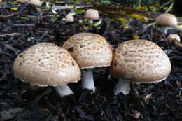 Image of Chlorophyllum rhacodes