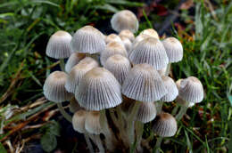 Image of Trooping Inkcaps