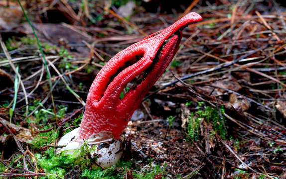 Image of octopus stinkhorn