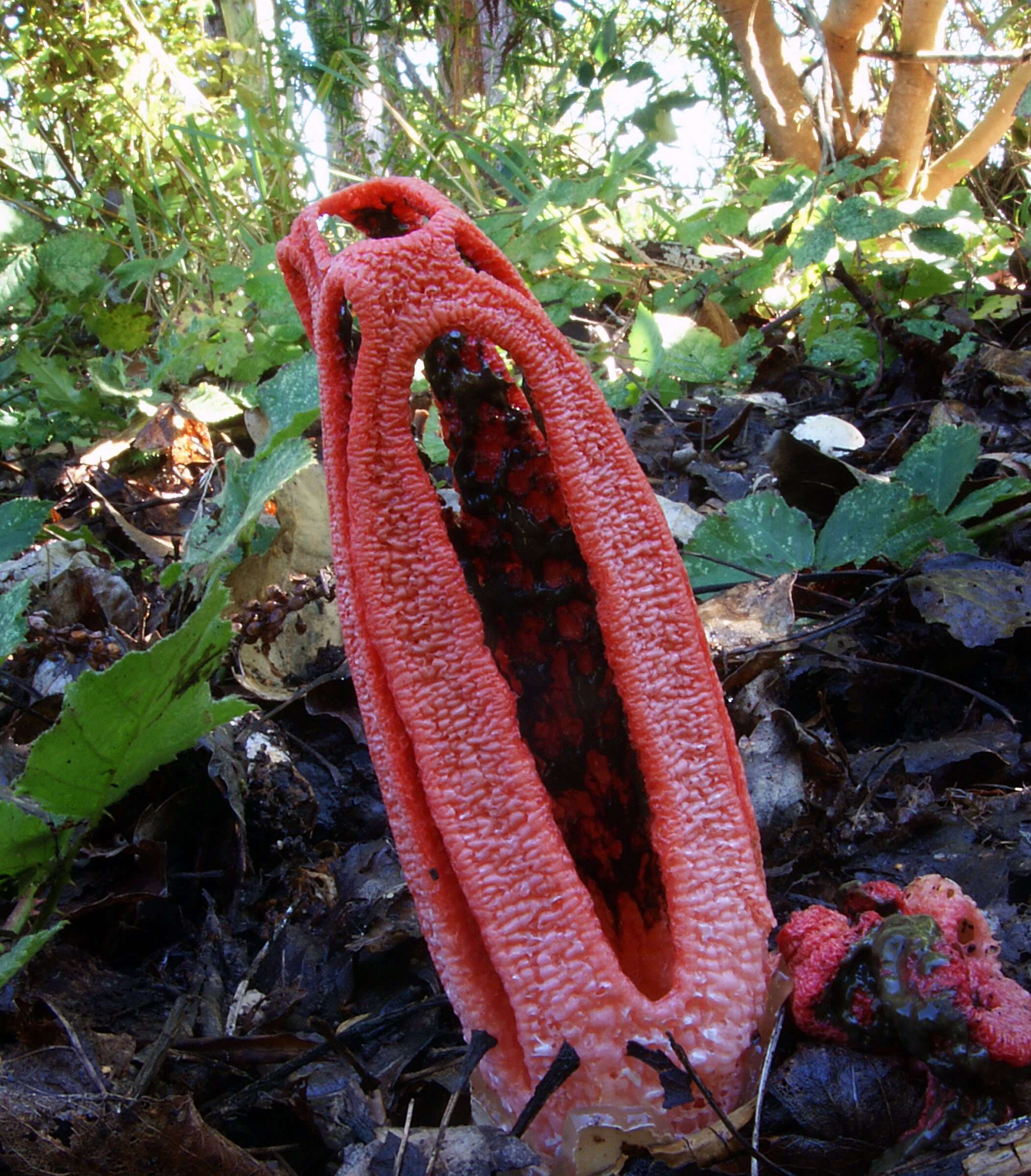 Image de Clathrus columnatus Bosc 1811