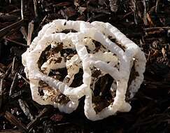 Image of Basket fungus