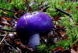 Слика од Cortinarius porphyroideus Peintner & M. M. Moser 2002