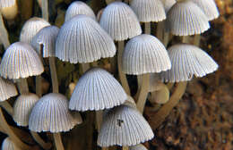 Image of Trooping Inkcaps