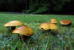 Image of Suillus bovinus (L.) Roussel 1796