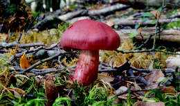 Image of Cortinarius sanguineus