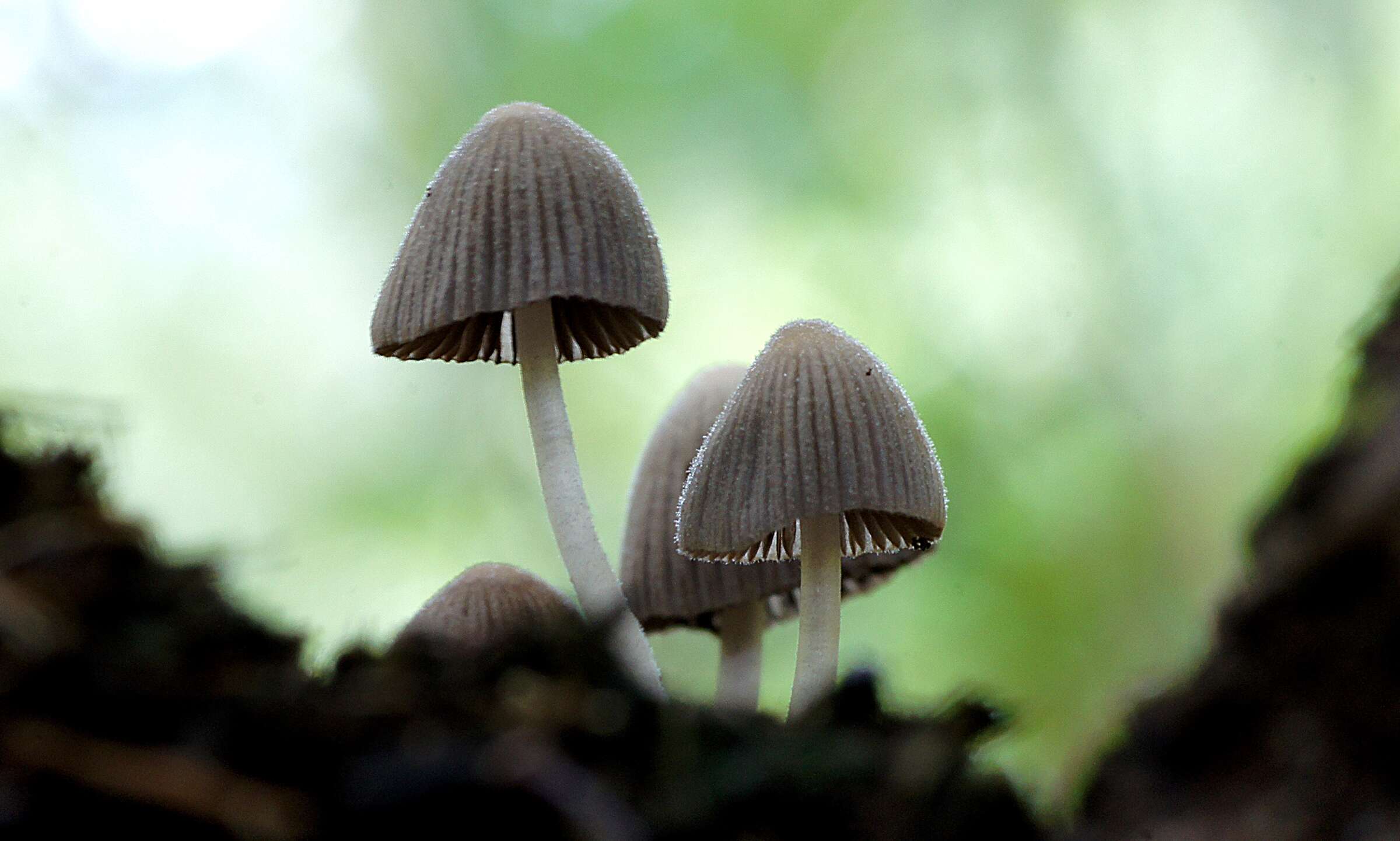 Image of Trooping Inkcaps